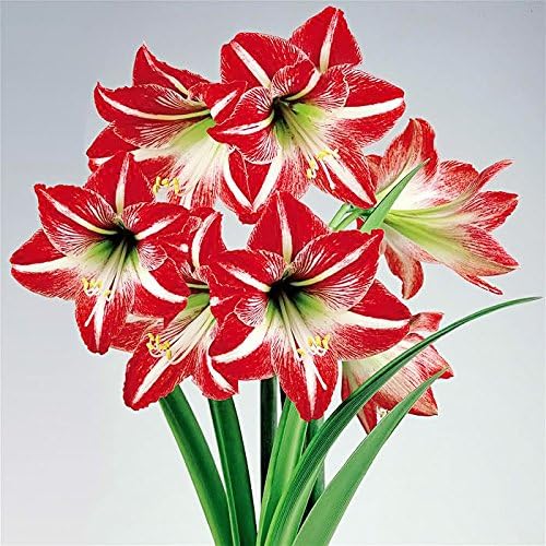 Amaryllis Growing Kit. Includes: Big Minerva Bulb, Plastic Pot and Saucer, and Professional Growing Medium