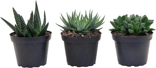 Costa Farms Haworthia Succulents Fully Rooted Live Indoor Plant 6-Inches Tall, in Grower Pot, 3-Pack