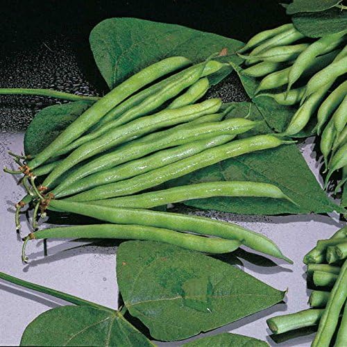 Park Seed Bean Seeds Harvest and Grow Your Own Spring Garden Vegetables, Organic Blue Lake 274, Pack of 100