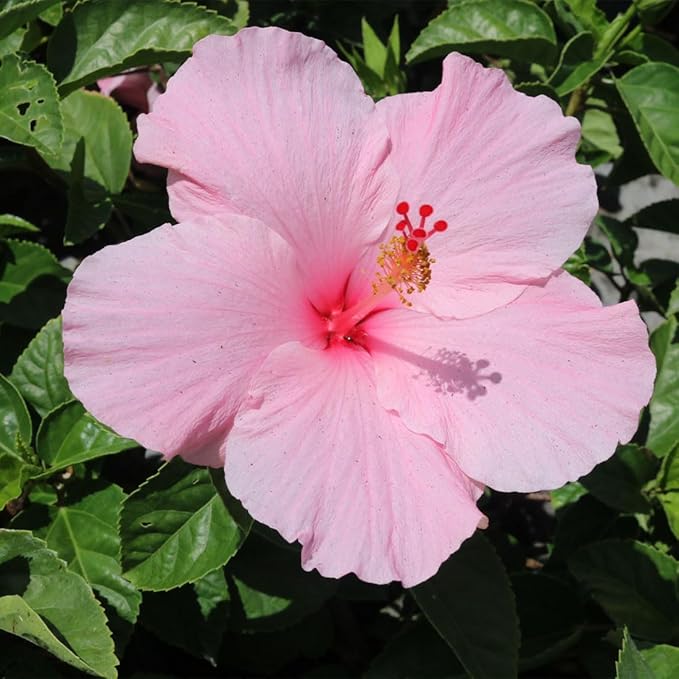 Pink Flowering Hibiscus Bush, Large Live Flowering Plant, Evergreen Perennial, 10-Inch Pot Easy to Care Tropical Blooming Shrub for Outdoor Landscapes, Container Gardens, Porches & Patios