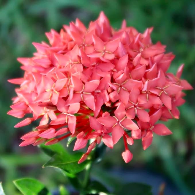 Ixora Plant Potting Soil - Enhance Blossoming and Health with Professional Grade Nutrient-Rich Mix - 3 Quart