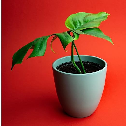 Professional Monstera Plant Fertilizer | 3-1-2 Concentrate for Plants and Flowers | Multi-Purpose Blend & Gardening Supplies | 8 oz Bottle