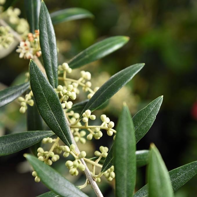 PERFECT PLANTS Arbequina Olive Live Plant, 4-5ft, Includes Care Guide