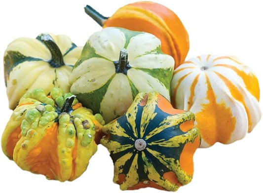 Burpee Daisy Gourd Gourd Seeds 30 seeds