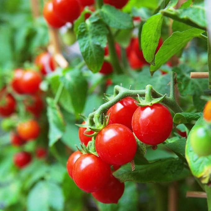 100 Seeds Indoor Cherry Tomato Dwarf Red and Yellow Tomato Rare Vegetable Heirloom Seeds