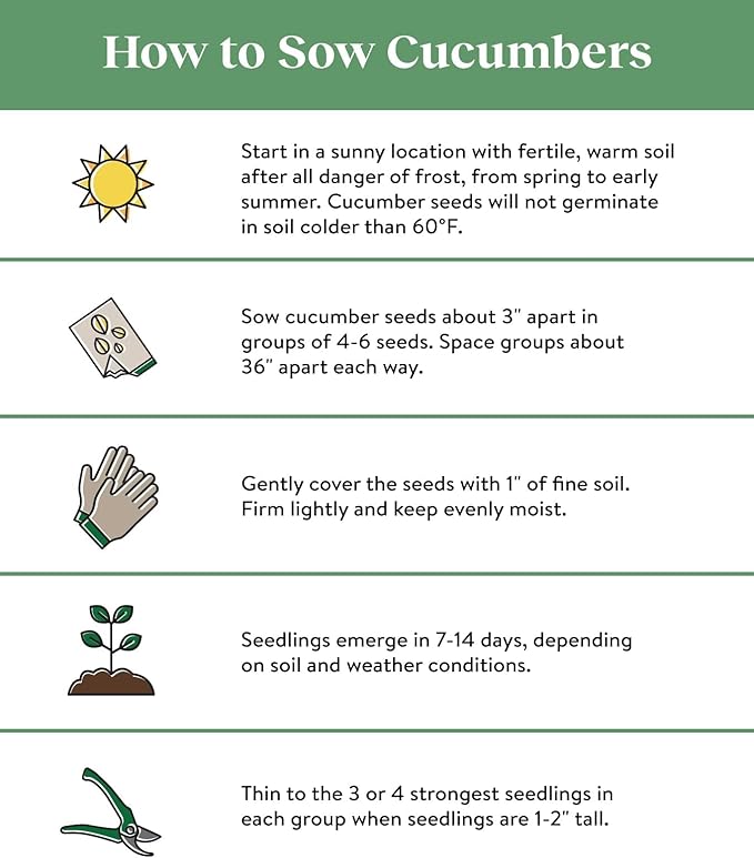 Burpee Straight Eight Slicing Cucumber 200 Seeds and Sweet Banana Sweet Pepper 150 Seeds