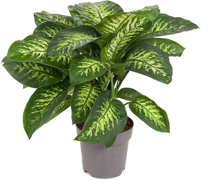 Premium Dumb Cane Potting Soil Mix - Ideal Blend for Growing Robust and Healthy Dumb Cane Plants - 4 Quart