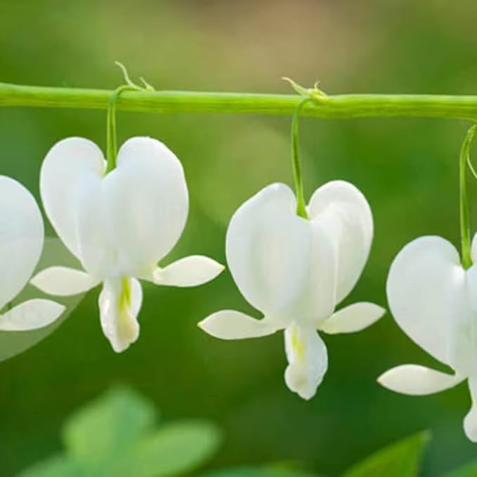 CHUXAY GARDEN 25 Seeds Dicentra Spectabilis 'Alba',Bleeding Heart,Dicentra Spectabilis Seed Rare White Flowers Showy Accent Plant Striking Landscaping