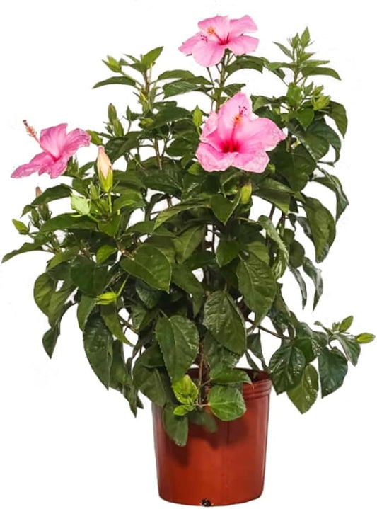 Pink Flowering Hibiscus Bush, Large Live Flowering Plant, Evergreen Perennial, 10-Inch Pot Easy to Care Tropical Blooming Shrub for Outdoor Landscapes, Container Gardens, Porches & Patios
