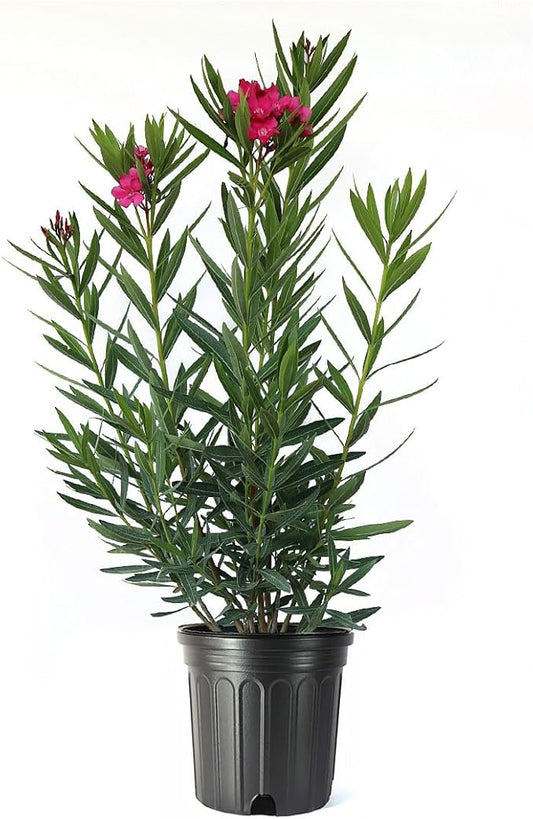 AMERICAN PLANT EXCHANGE Oleander Bush, Full-Size, Calypso Pink, Flowering Privacy Hedge, Live Outdoor Plant, 10-12ft Max Height, 10-Inch Pot, Hardy Evergreen Landscape Shrub