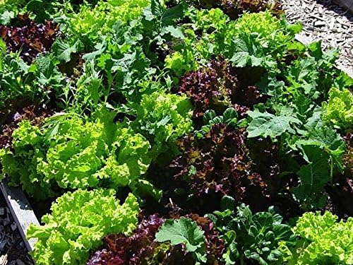 Dirt Goddess Super Seeds ~ Mesclun Mix Seeds (1/4 Lb) 106,000 Seeds Bulk Non GMO