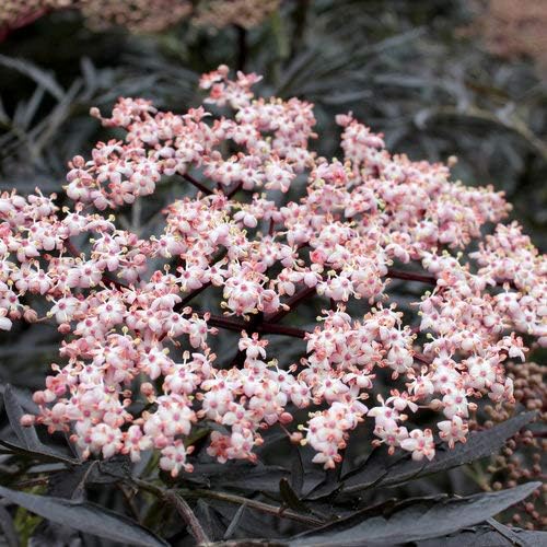 Green Promise Farms Sambucus NIGRA `Black LACE` (Elderberry) Shrub, 3-Size Container, Pink Flowers