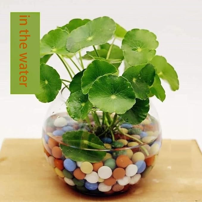 4LBS Garden Soil,Clay Pebbles Gardening Ceramsite Orchid Rocks Drainage Water Purification Ceramsite Decor Cultivation Soil Stone Horticultural Grade for Soil Hydroponics Aquaponics,Diameter 8-10mm