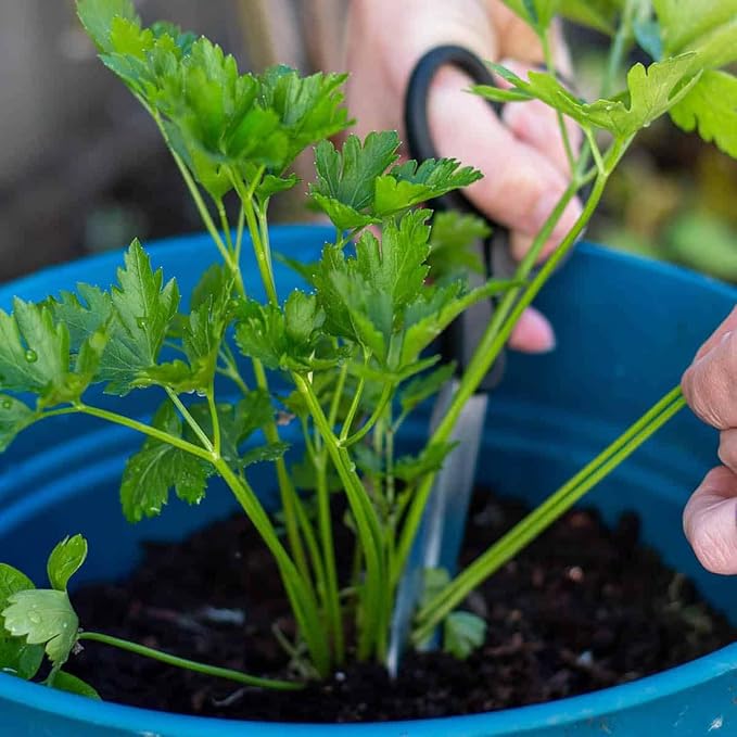 Premium Parsley Plant Potting Mix - Crafted for Vibrant Parsley Growth and Fresh Culinary Flavor - 1 Quart