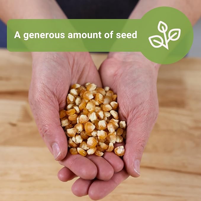 Sow Right Seeds - Bantam Sweet Corn Seed for Planting - 2 Ounce, 200 Seeds - Non-GMO Heirloom Bulk Packet with Instructions to Plant a Home Vegetable Garden - Grow Loads of Tall Sweet Yellow Corn