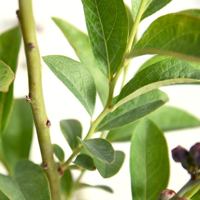 PERFECT PLANTS Premier Blueberry Live Plant, 3 Gallon, Includes Care Guide