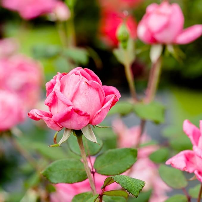 PERFECT PLANTS Double Knock Out Rose Live Plant, 1 Gallon, Green and Pink