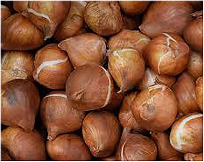 Black Parrot Tulip – 5 Bulbs – Dramatic Dark Purple-Black Blooms – Unique Fringed Petals – Large Flowering Perennial Tulips for Spring Gardens – Easy to Grow & Hardy