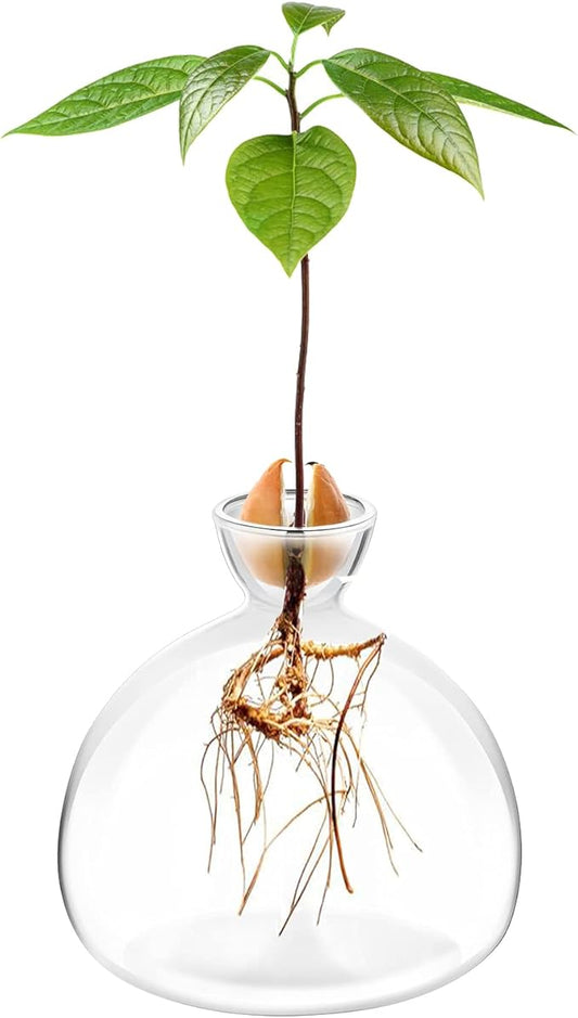 Avocado Seed Starter Planter Vase Pot Avocado Tree Growing Kit Glass Vases Grow Avocado Trees at Home Avocado Tree Growing Kit Unusual Gardening Gifts