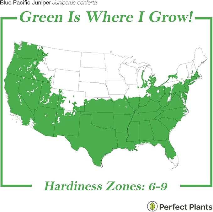 Perfect Plants Blue Pacific Juniper Shrub 1 Gallon | Real Live Outdoor Plant | Exotic Groundcover Perennial | Evergreen Foliage All Year Long