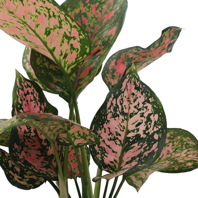 American Plant Exchange Aglaonema Hot Pink Wishes, 5-Inch Pot, Stunning Pink & Red Color, Small, Easy Care Live Plant for Home & Office