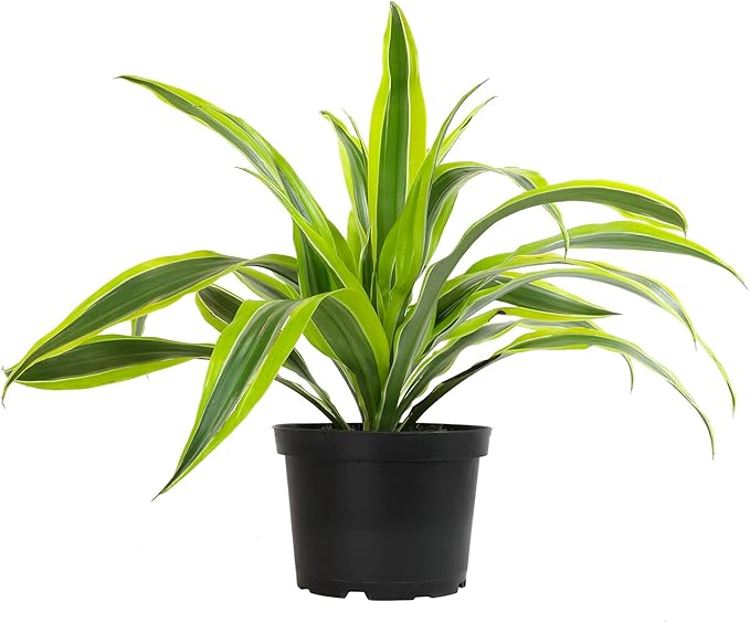 Dragon Tree Easy Plant 6 Inch Plant Pot, Real Plants for Living Room Decor, Office Plant, Low Light House Plants, House Plants Indoors Live Plants Indoor Plants Live Houseplants by Plants for Pets