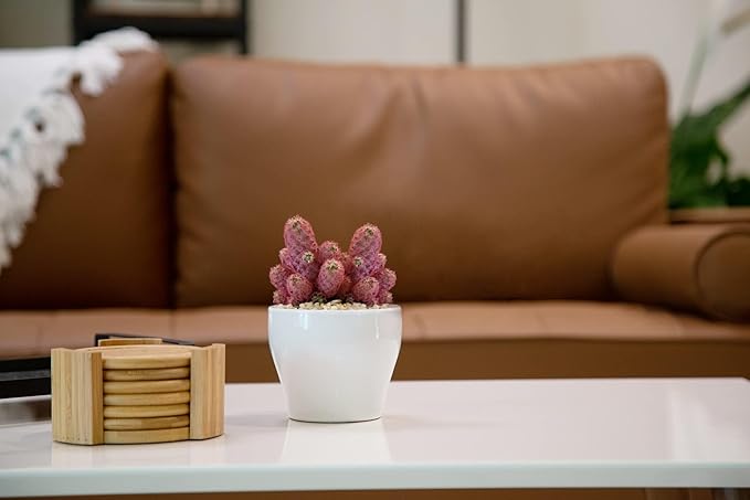 Costa Farms, Premium Live Indoor Desert Gems Purple Cacti, Tabletop Plant, White Gloss Euro Ceramic Decorator Pot, Shipped Fresh From Our Farm, Excellent Gift