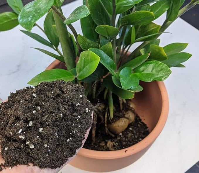 Premium Zamioculcas Plant Potting Mix - Crafted for Resilient Growth and Striking Elegance - 1 Quart