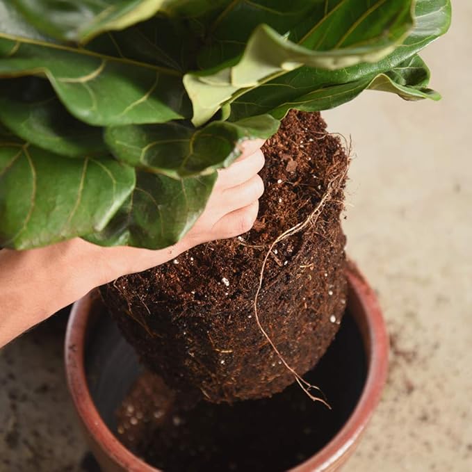 Fiddle Leaf Fig Soil by Perfect Plants 8QTS, Premium Professional Blend for All Fiddle Leaf Figs