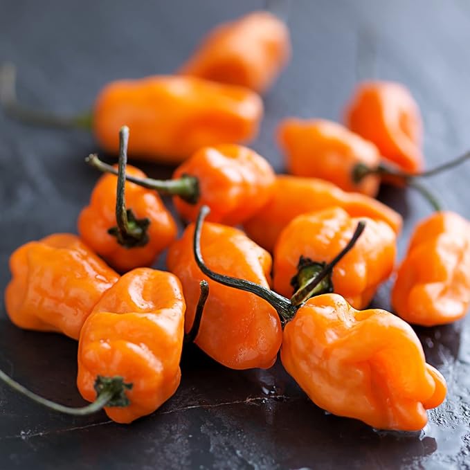 Bonnie PLANTS Habanero Pepper - 4 Pack Live Plants, 1 - 2" Fruits, 24 - 36" Tall Plants, Great for Sauces & Basting,Orange