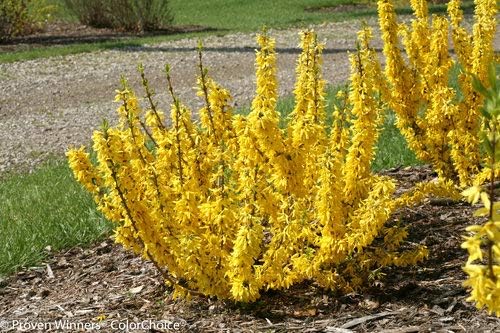 Proven Winners - Forsythia Show Off Sugar Baby (Forsythia) Shrub, yellow flowers, #2 - Size Container