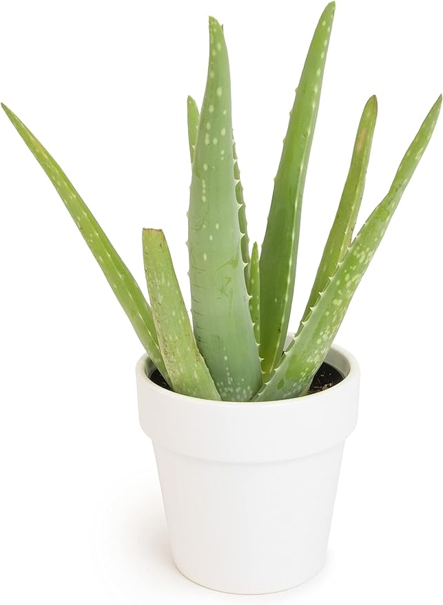 Aloe Vera Plant Live Succulent Plants, Live Aloe Plant in White Planter, Live Aloe Vera Plant Succulents, Aloe Plants Live Indoor Plants, Live Aloe Vera Plant Indoor House Plants by Plants for Pets
