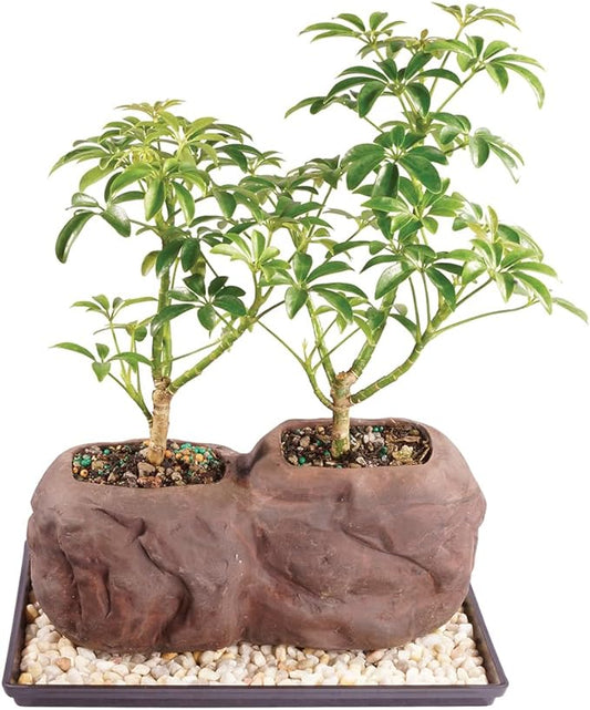 Brussel's Live Dwarf Hawaiian Umbrella Indoor Bonsai Tree on Double Rock - 3 Years Old; 6" to 10" Tall with Decorative Container, Humidity Tray & Deco Rock