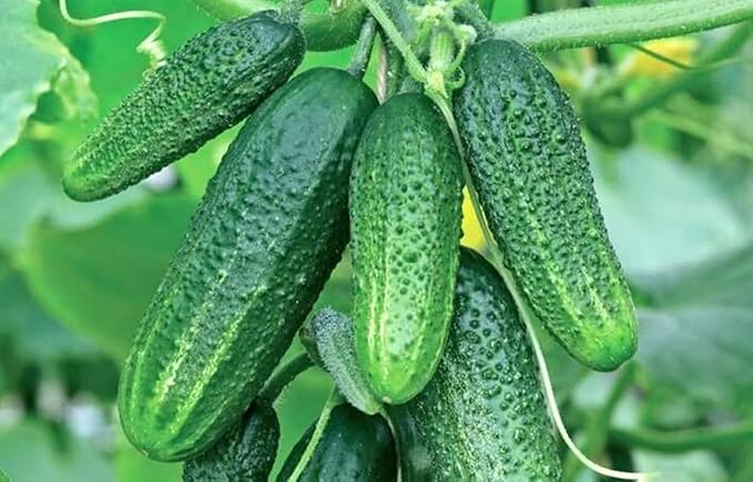 Seeds Vegetable Indoor Cucumber F1 Self-Pollinating All Seasons Vine Plant for Pickling - 10 Seeds