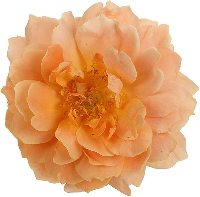Proven Winners - ROSA `AT LAST` (Rose) Rose, orange flowers, #2 - Size Container