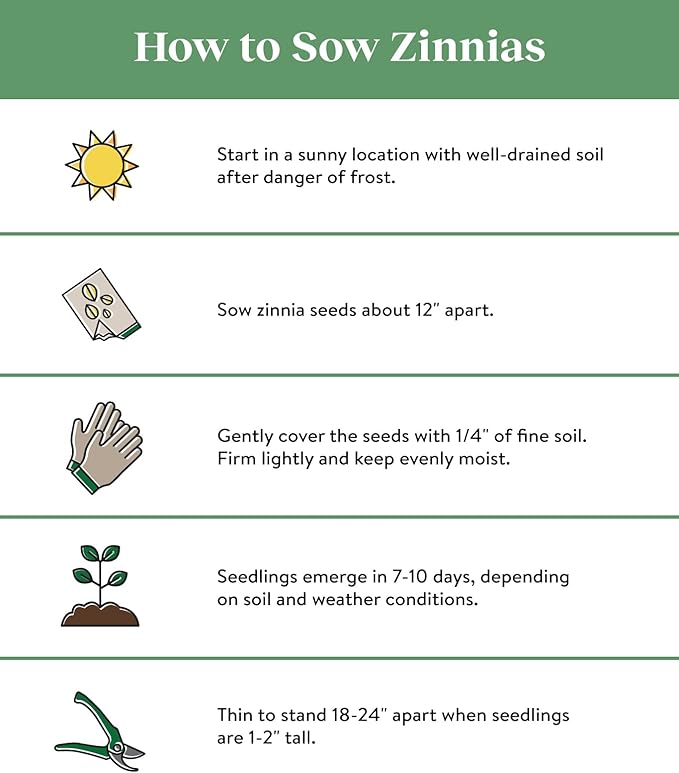 Burpee Cut & Come Again Zinnia Seeds 175 seeds