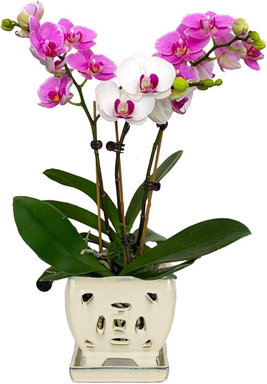 W&W Orchid Pot with Holes and Saucer for Repotting, Cream White, 5.5 Inches