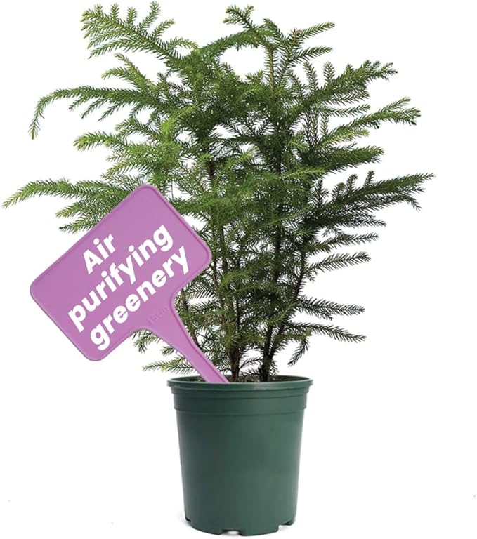 American Plant Exchange Live Norfolk Island Pine Plant, Plant Pot for Home and Garden Decor, 6" Pot