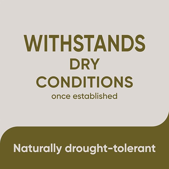 Scotts Pursue Sheep Fescue with Natural Seed, Seeding for Large Areas, 2 lbs. (Pack of 3)