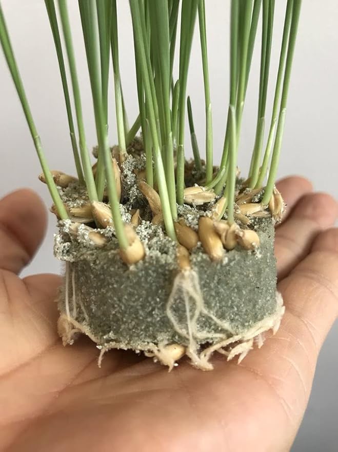 Potassium Polyacrylate for Garden Lasts Up to 7 Years in Soil (2)