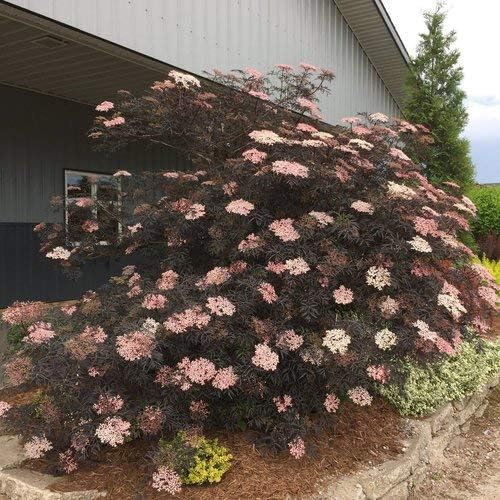 Green Promise Farms Sambucus NIGRA `Black LACE` (Elderberry) Shrub, 3-Size Container, Pink Flowers