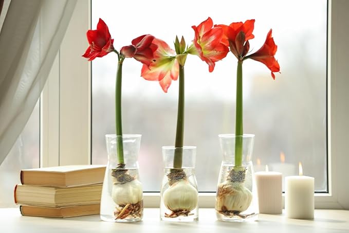 Double Dream Amaryllis - Bare Root Bulb - 28-30 cm - Double Pink Amaryllis