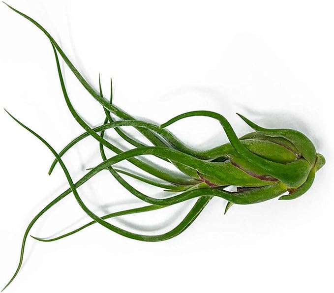 Tillandsia Air Plants Live Indoor Plants (75 Pack), Air Plants Bulk Party Favors or Wedding Favors Live Plants, Air Plant Lover Gifts, DIY Terrarium Kit, Air Succulents Plants Live by Plants for Pets
