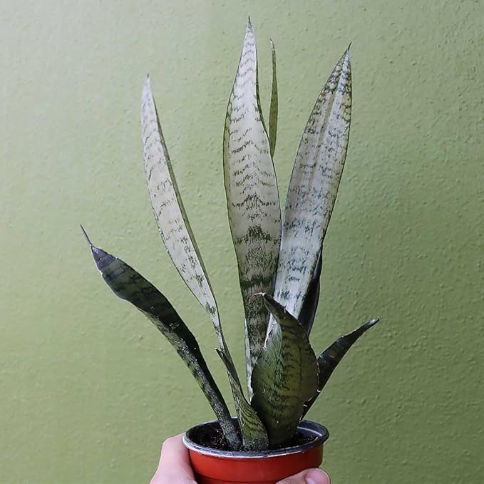 American Plant Exchange Snake Plant, Sansevieria Zeylanica Green, Compact 4-Inch Pot, Stylish Deco Cover Included, Live Indoor Houseplant, Easy to Care, Air Purifying, Perfect for Home Office & Garden