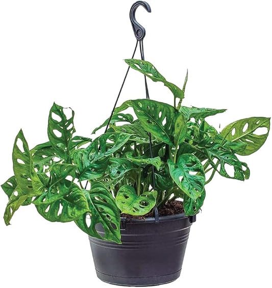 American Plant Exchange Monstera Adansonii Swiss Cheese Plant, Live Trailing Vine in 8-Inch Hanging Basket for Home and Garden Decor, Air Purifying