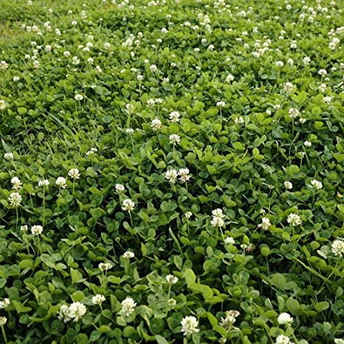 Outsidepride Perennial White Dutch Clover Seed - 5 lbs. Nitrocoated, Inoculated Clover Seeds for Lawn Alternative, Erosion Control, Food Plots, Ground Cover, & Pasture Mixtures in USDA Zones 3-10