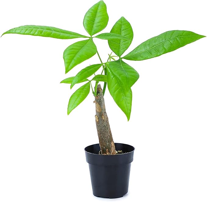 Altman Plants, Live Money Tree Plant, Pachira Aquatica Money Tree, Feng Shui Money Tree Pachira Aquatica Plant, Pachira Plant Bonsai Tree in Planter Pot with Soil, Money Tree Plant Indoor Plants