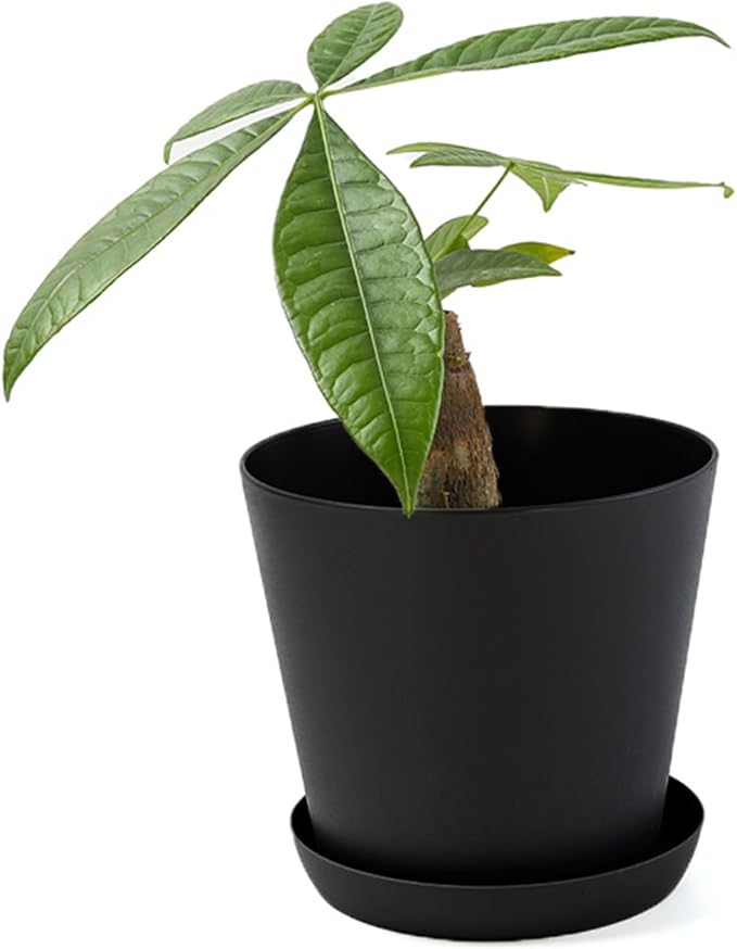 50 Pack 4 Inch Plant Pots Bulk Small Plastic Planters Pots with Drainage Holes Flower Pot for Succulent, Cactus, Herb, African Violet (50pcs-Black, 4Inches)