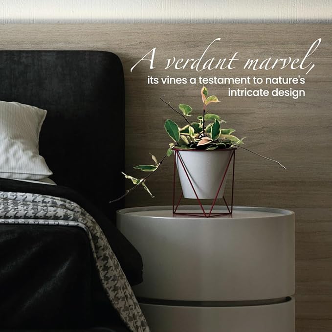 American Plant Exchange Live Assorted Hoya Carnosa Plant, Wax Plant, Plant Pot for Home and Garden Decor, 6" Pot