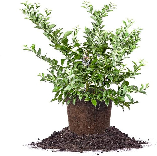 PERFECT PLANTS Tifblue Blueberry Live Plant, 1 Gallon, Green